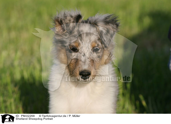 Shetland Sheepdog Portrait / Shetland Sheepdog Portrait / PM-02268