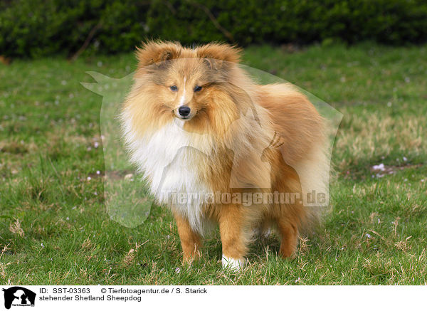 stehender Shetland Sheepdog / standing Shetland Sheepdog / SST-03363