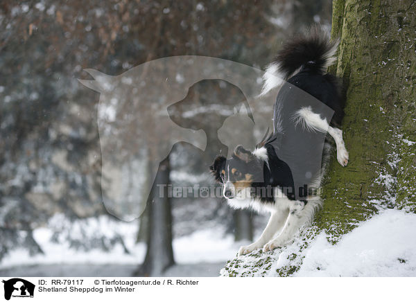 Shetland Sheppdog im Winter / Shetland Sheppdog in winter / RR-79117