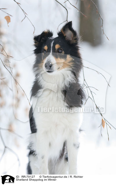 Shetland Sheppdog im Winter / Shetland Sheppdog in winter / RR-79127