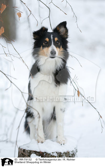 Shetland Sheppdog im Winter / Shetland Sheppdog in winter / RR-79132