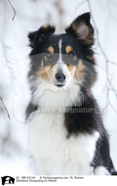 Shetland Sheppdog im Winter / Shetland Sheppdog in winter / RR-79134