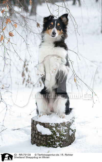 Shetland Sheppdog im Winter / Shetland Sheppdog in winter / RR-79138
