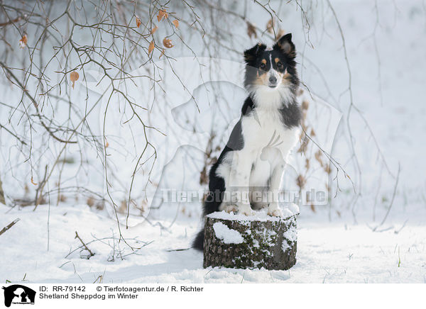 Shetland Sheppdog im Winter / RR-79142