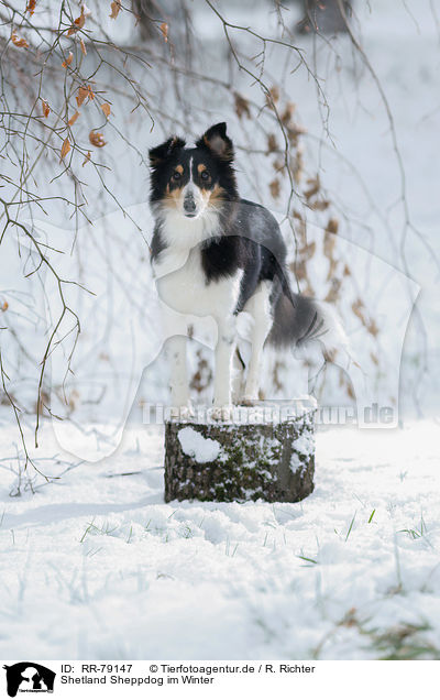 Shetland Sheppdog im Winter / Shetland Sheppdog in winter / RR-79147