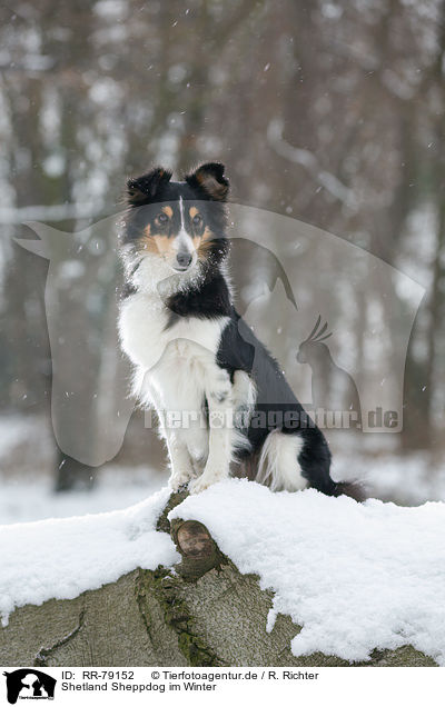 Shetland Sheppdog im Winter / Shetland Sheppdog in winter / RR-79152