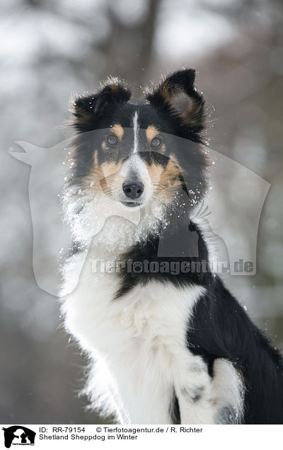 Shetland Sheppdog im Winter / Shetland Sheppdog in winter / RR-79154