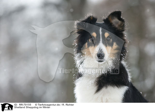 Shetland Sheppdog im Winter / Shetland Sheppdog in winter / RR-79155