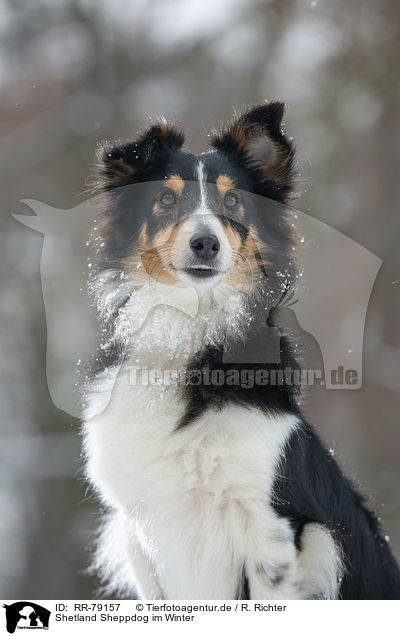 Shetland Sheppdog im Winter / Shetland Sheppdog in winter / RR-79157