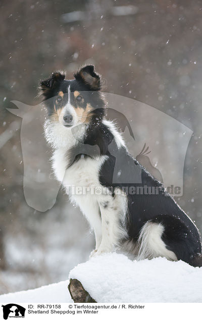 Shetland Sheppdog im Winter / Shetland Sheppdog in winter / RR-79158
