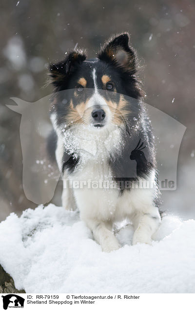 Shetland Sheppdog im Winter / Shetland Sheppdog in winter / RR-79159