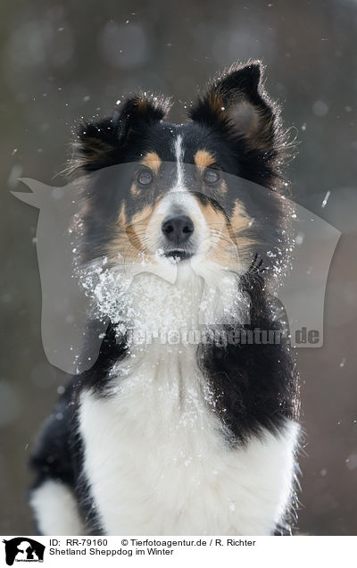 Shetland Sheppdog im Winter / Shetland Sheppdog in winter / RR-79160