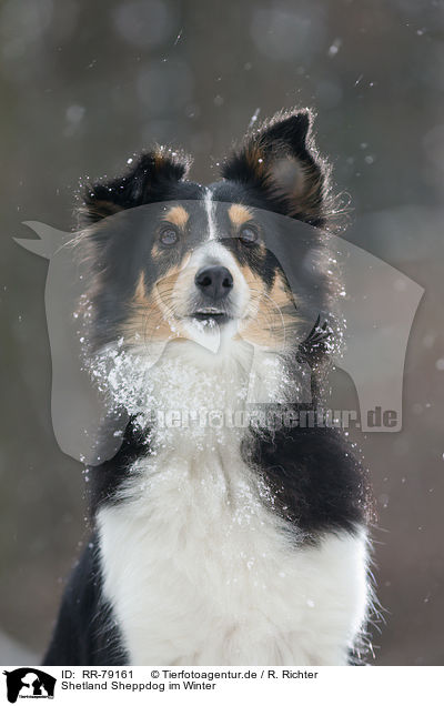 Shetland Sheppdog im Winter / Shetland Sheppdog in winter / RR-79161
