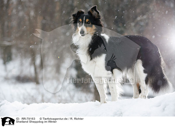 Shetland Sheppdog im Winter / Shetland Sheppdog in winter / RR-79163