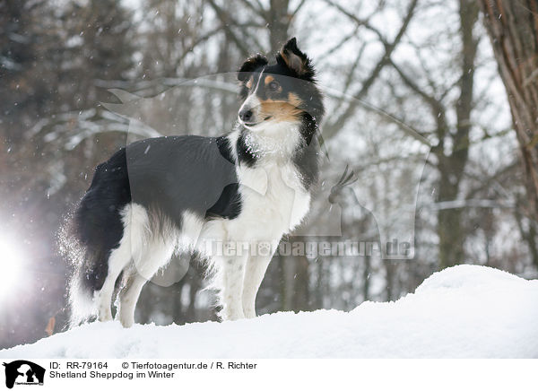 Shetland Sheppdog im Winter / Shetland Sheppdog in winter / RR-79164