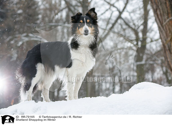 Shetland Sheppdog im Winter / Shetland Sheppdog in winter / RR-79165