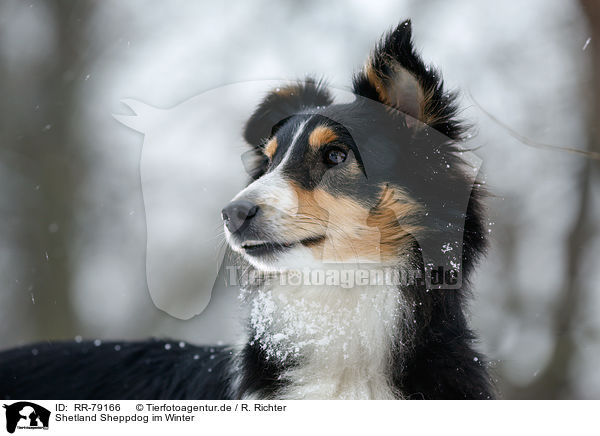Shetland Sheppdog im Winter / Shetland Sheppdog in winter / RR-79166
