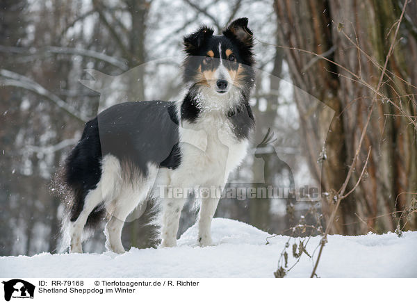 Shetland Sheppdog im Winter / Shetland Sheppdog in winter / RR-79168