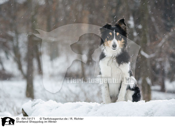 Shetland Sheppdog im Winter / Shetland Sheppdog in winter / RR-79171