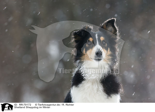 Shetland Sheppdog im Winter / Shetland Sheppdog in winter / RR-79172