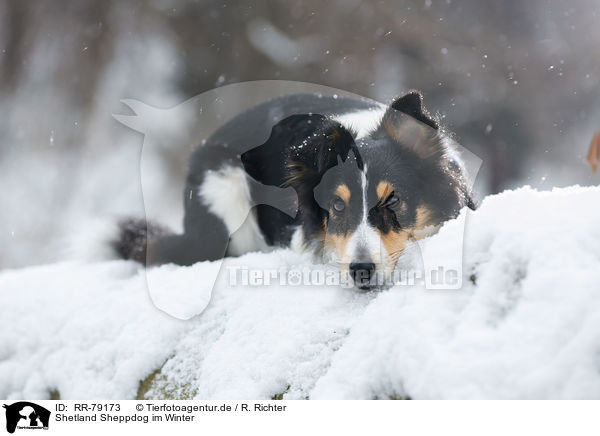 Shetland Sheppdog im Winter / RR-79173