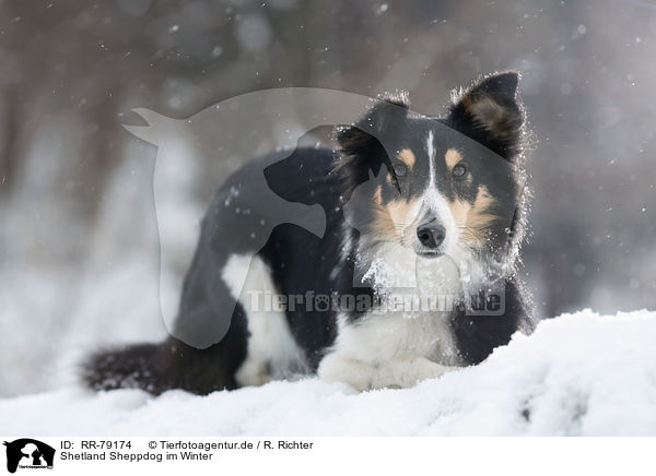 Shetland Sheppdog im Winter / RR-79174