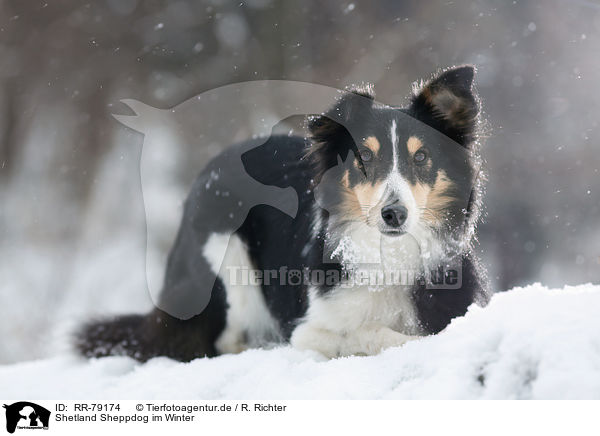 Shetland Sheppdog im Winter / Shetland Sheppdog in winter / RR-79174