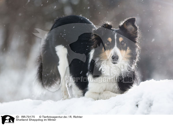 Shetland Sheppdog im Winter / Shetland Sheppdog in winter / RR-79175