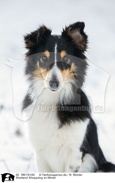 Shetland Sheppdog im Winter / RR-79185