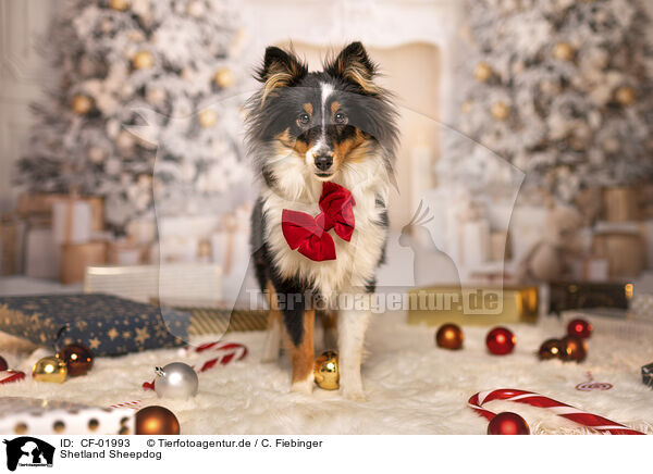 Shetland Sheepdog / Shetland Sheepdog / CF-01993