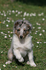 sitzender Shetland Sheepdog