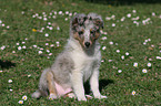 sitzender Shetland Sheepdog