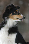 Shetland Sheppdog im Winter