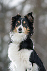 Shetland Sheppdog im Winter