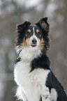 Shetland Sheppdog im Winter