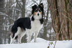 Shetland Sheppdog im Winter