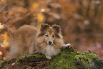 Shetland Sheepdog im Herbst