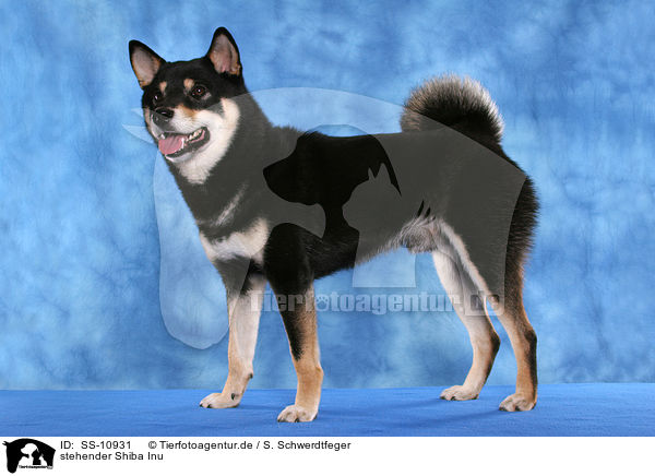 stehender Shiba Inu / standing Shiba Inu / SS-10931