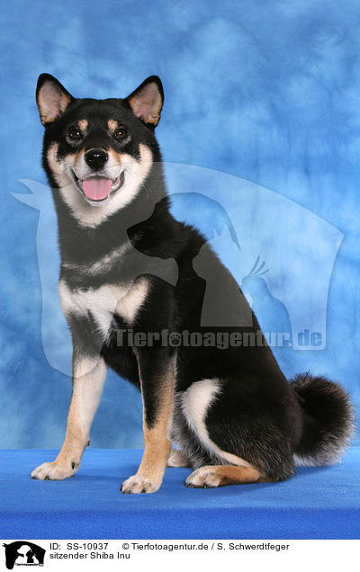 sitzender Shiba Inu / sitting Shiba Inu / SS-10937