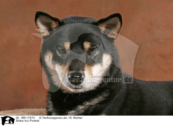 Shiba Inu Portrait / Shiba Inu Portrait / RR-17574