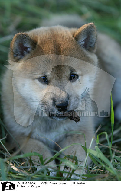 Shiba Inu Welpe / Shiba Inu puppy / PM-03091