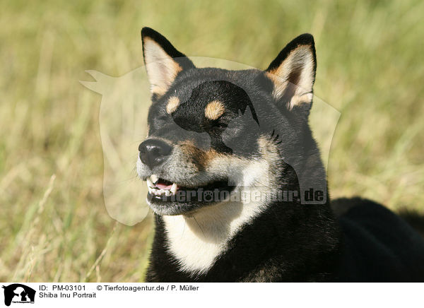 Shiba Inu Portrait / Shiba Inu Portrait / PM-03101