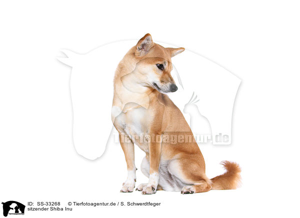 sitzender Shiba Inu / sitting Shiba Inu / SS-33268