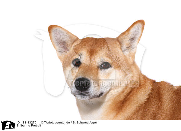 Shiba Inu Portrait / Shiba Inu Portrait / SS-33275