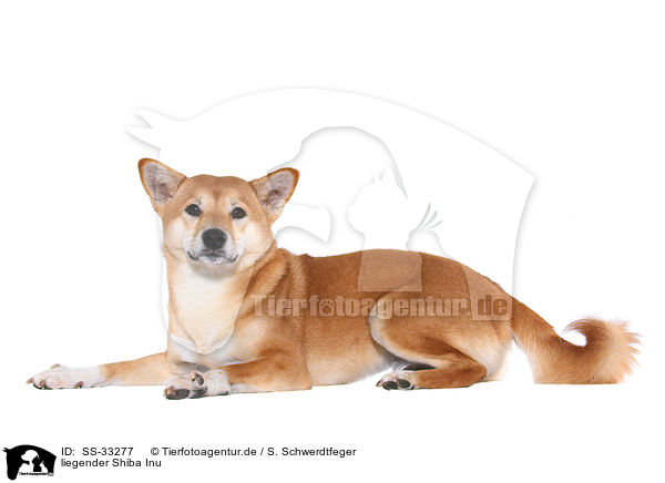 liegender Shiba Inu / lying Shiba Inu / SS-33277