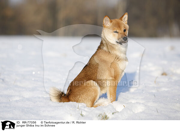 junger Shiba Inu im Schnee / young Shiba Inu in snow / RR-77056