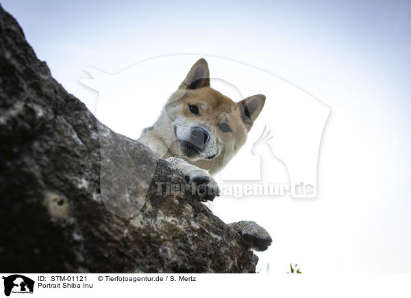 Portrait Shiba Inu / portrait shiba inu / STM-01121