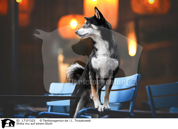 Shiba Inu auf einem Stuhl / Shiba Inu on a chair / LT-01323