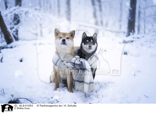 2 Shiba Inus / 2 Shiba Inus / ALS-01063