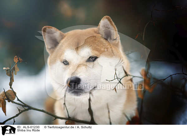 Shiba Inu Rde / male Shiba Inu / ALS-01230